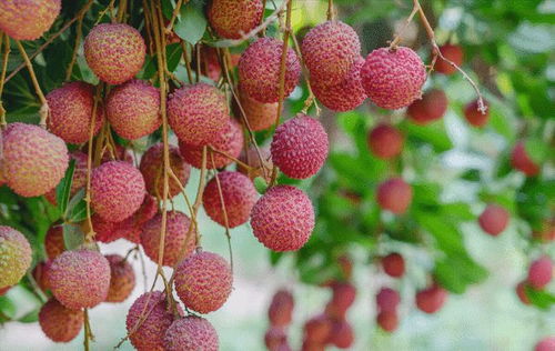 廣西名優特產 荔枝,不僅是一種夏季時令水果這么簡單,故事多多