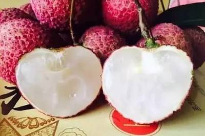 快來與博羅的荔枝來個(gè)&ldquo;鮮&rdquo;的約會(huì)吧!內(nèi)有柏塘荔枝采摘園哦