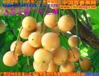 廣西農(nóng)產(chǎn)品貿(mào)易網(wǎng) - 【供應(yīng)】黑珍珠蓮霧、無核荔枝、無花果、香水檸檬苗供應(yīng)