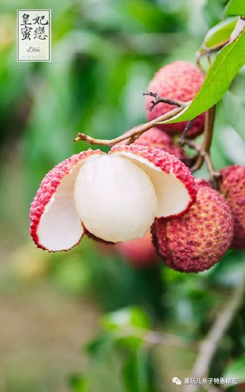 非轉(zhuǎn)基因多吃不上火,個(gè)大汁多無核荔枝