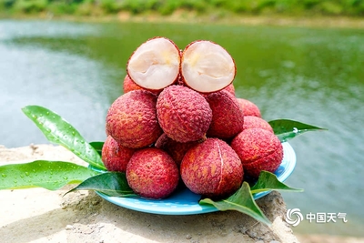 欽州果農(nóng)采摘荔枝忙-廣西高清圖片