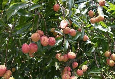 無核荔枝成了海南農(nóng)民的搖錢樹,售價(jià)最高達(dá)到每公斤98元