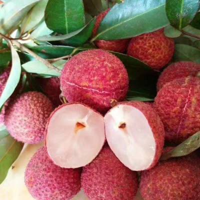 靈山荔枝苗批發(fā) A4無核荔枝苗 低價荔枝苗 產(chǎn)地貨源