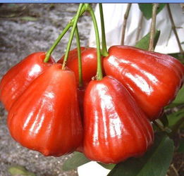 除了金磚峰會,海南水果還上過哪些 高大上 的大場面