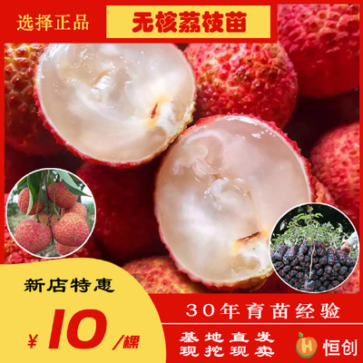 6~8公分荔枝苗6~8公分荔枝苗供應(yīng)_6~8公分荔枝苗6