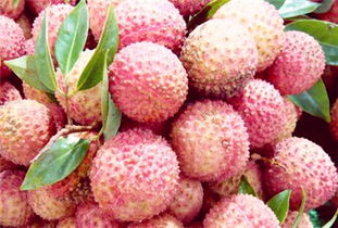 荔枝價(jià)格多少錢一斤 2017年荔枝價(jià)格行情走勢預(yù)測