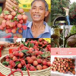花樣漳州 愛荔豐收，電商助“荔”網上行，無核荔枝的甜蜜革新