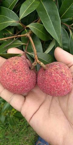 靈山無核荔枝 原生態(tài)無籽荔枝王，凈重5斤，歡迎電商批發(fā)合作一件代發(fā)