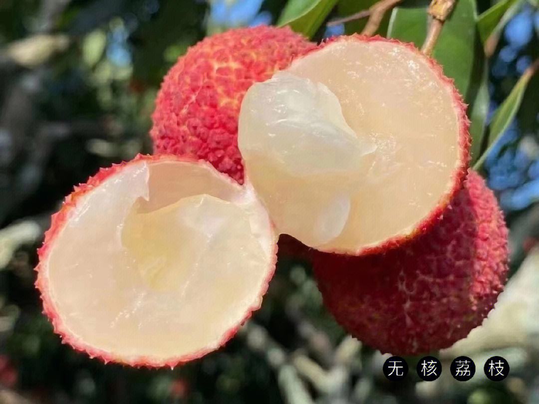 海南水果知多少？一顆顛覆認(rèn)知的“無核荔枝”